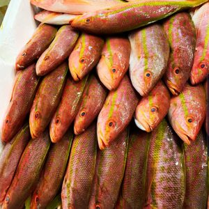 Fresh Lane Snapper fish.
