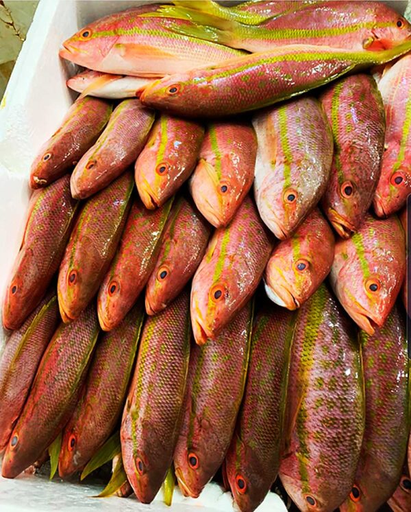 Fresh Lane Snapper fish.