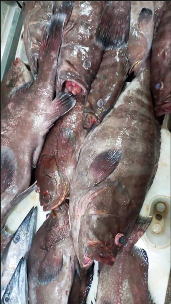 Fresh Snowy grouper from Brazil