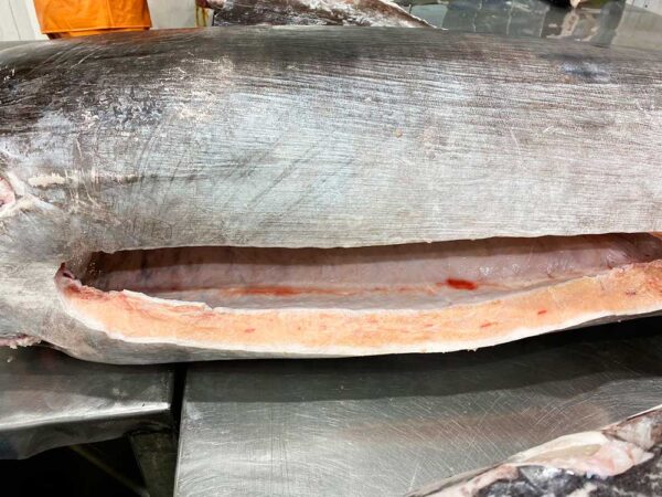 Fresh Swordfish from Brazil