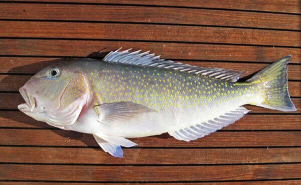 Fresh Tilefish
