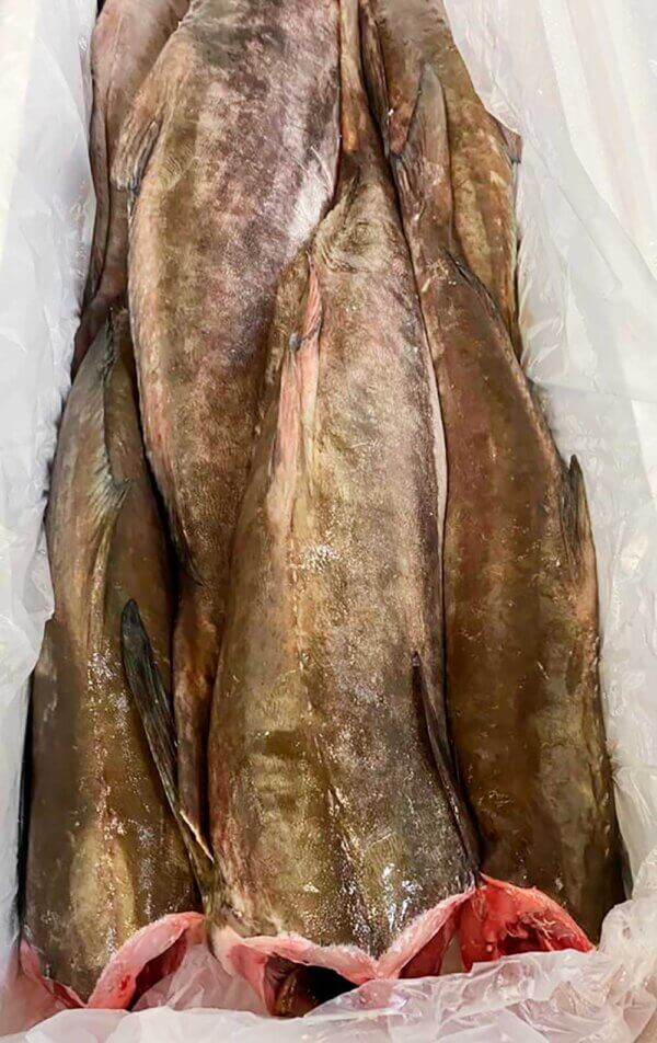 Fresh Headed and Gutted Cobia fish from Brazil