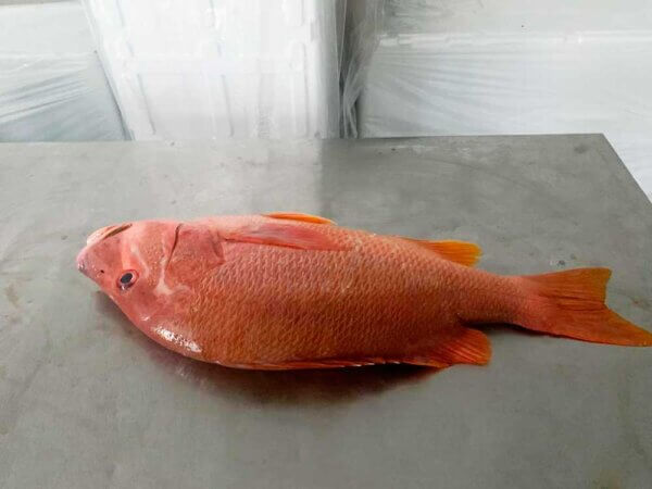 Fresh Dog Snapper from Brazil