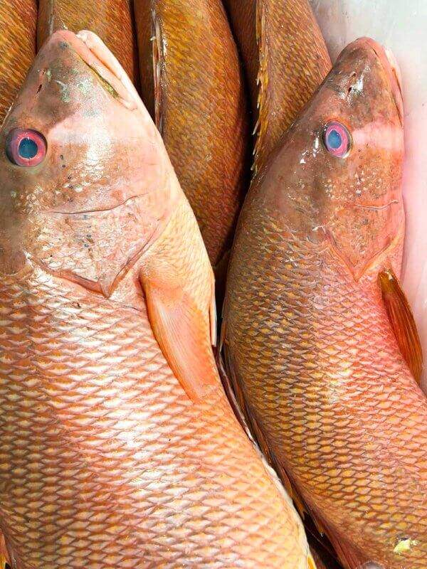 Fresh dog snapper from Brazil