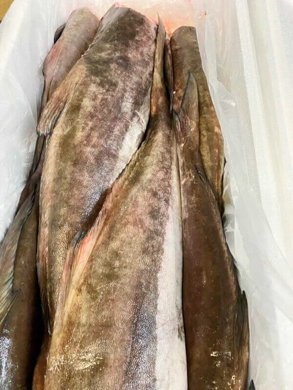 Fresh cobia fish box.