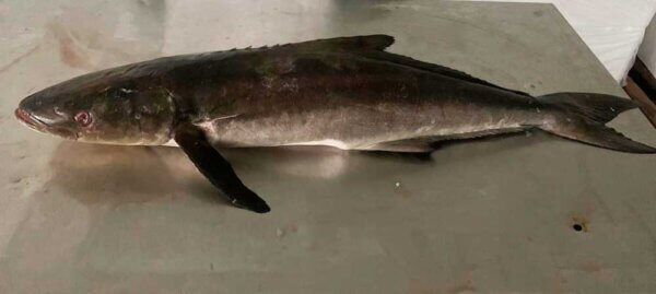 Fresh atlantic Cobia fish from Brazil