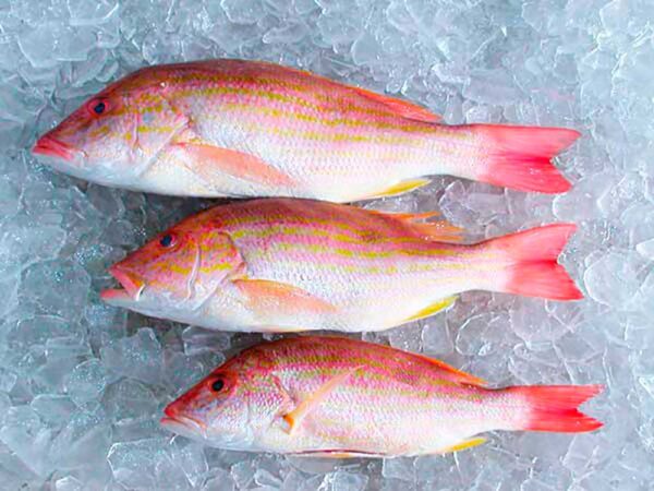 Fresh atlantic lane snapper fish.