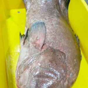 Fresh Atlantic Marbled Grouper