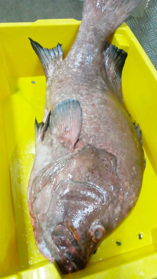 Fresh Atlantic Marbled Grouper