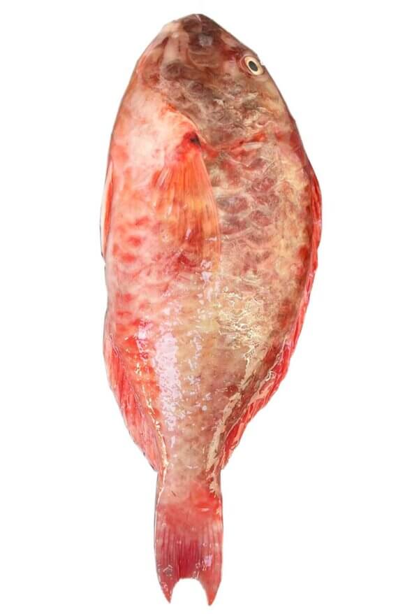 Parrotfish from Brazil