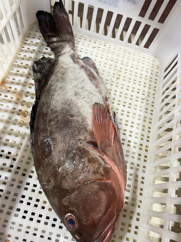Atlantic Red Grouper
