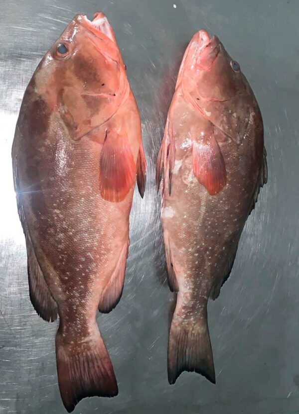 Fresh Red Grouper from Brazil