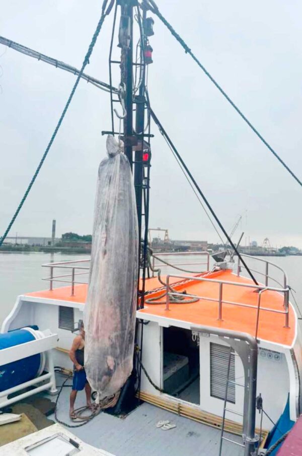 Fresh Swordfish from Brazil