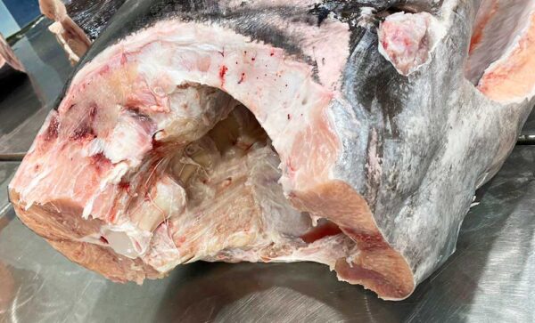 Fresh Atlantic Swordfish from Brazil