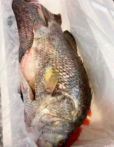 Fresh Tripletail from Brazil