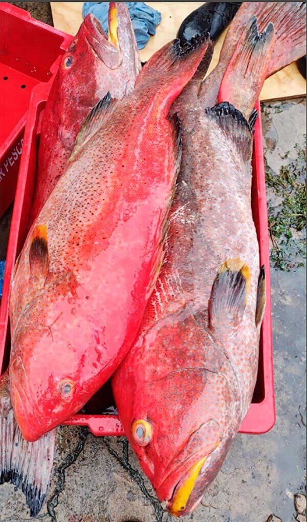 Fresh Yellowfin grouper from Brazil
