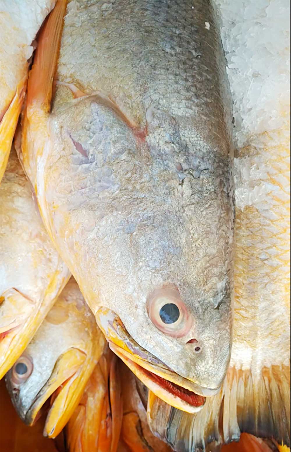 Fresh Golden Corvina Atlantic Cynoscion Acoupa Yokota Usa Atlantic Seafoods