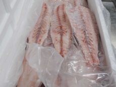 Frozen Golden Corvina Fillet from Brazil