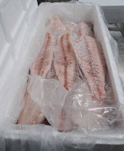 Frozen Golden Corvina Fillet from Brazil