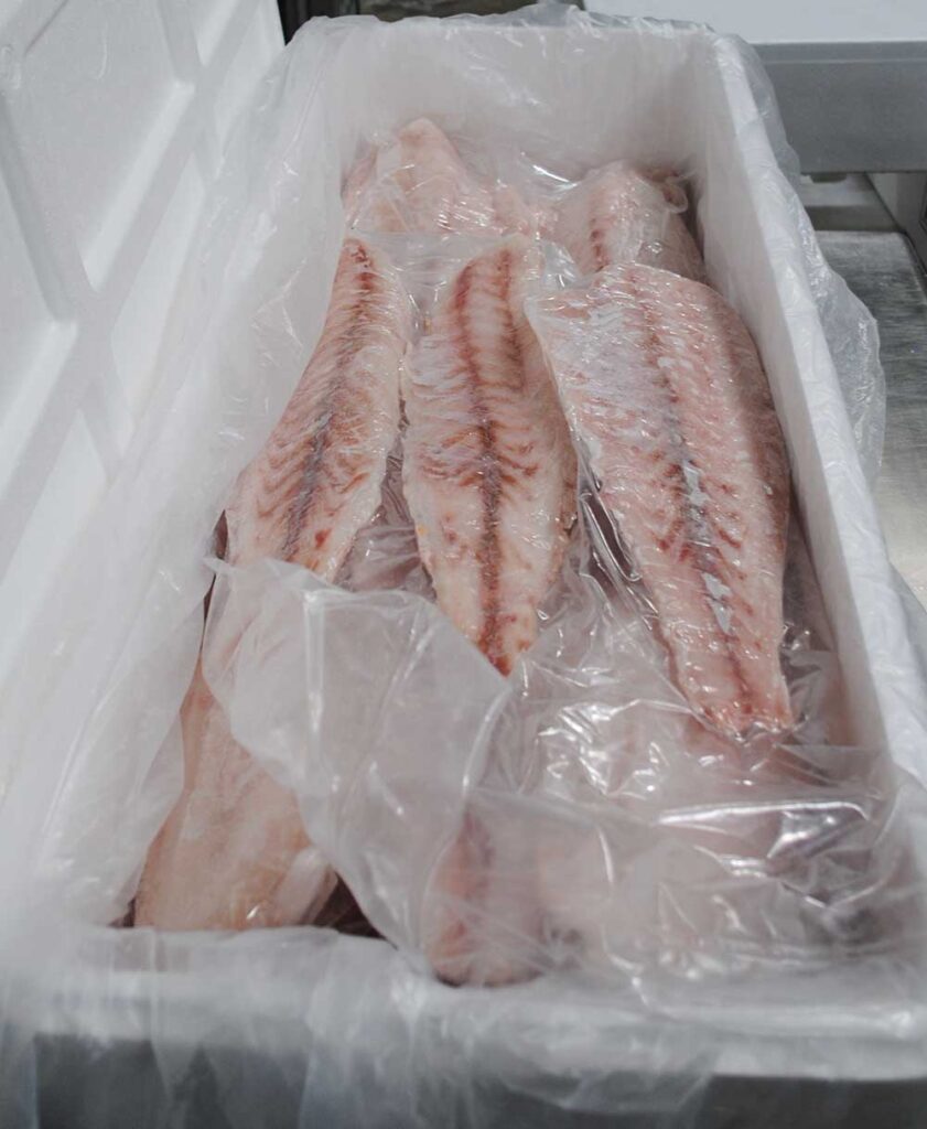Frozen Golden Corvina Fillet (Atlantic) - Yokota USA - Atlantic Seafoods
