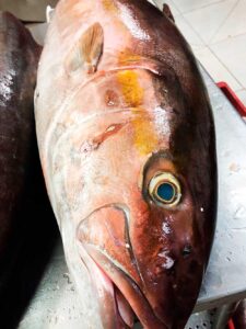 Fresh Greater Amberjack from Brazil