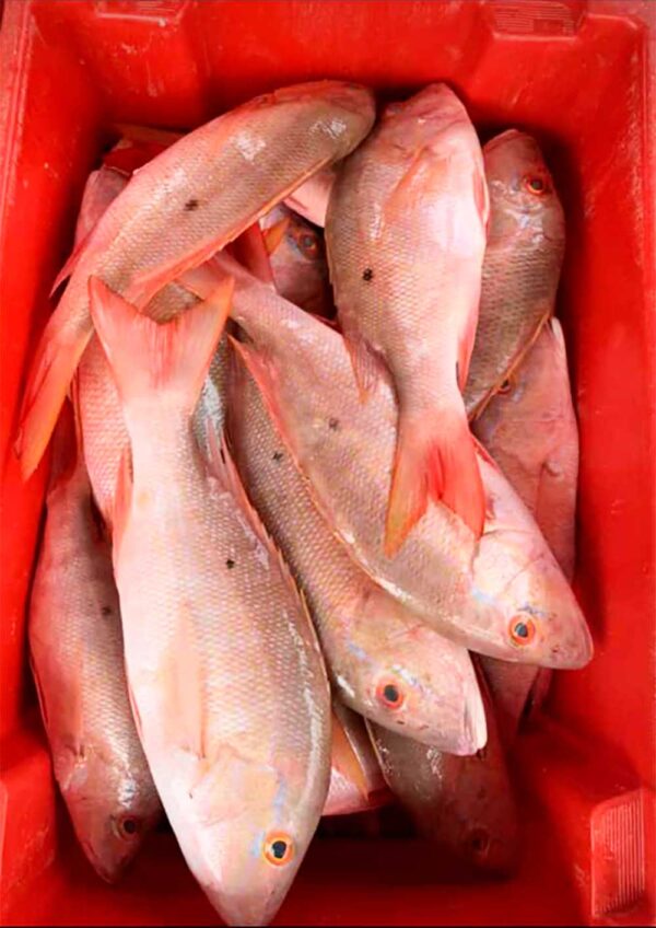 Fresh Atlantic Mutton Snapper