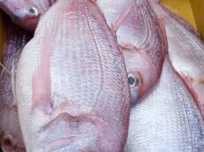 Fresh Pink Porgy from Brazil