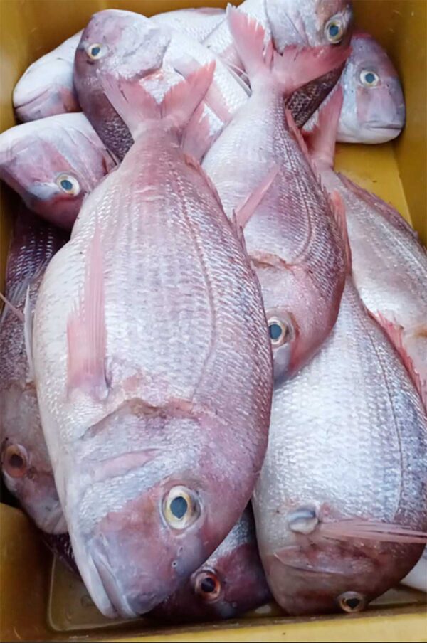 Fresh Pink Porgy from Brazil