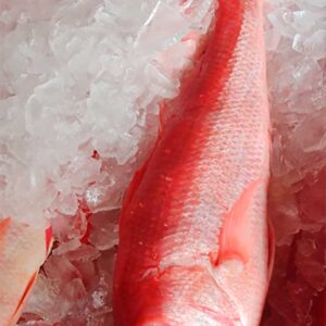 Fresh Queen Snapper from Brazil