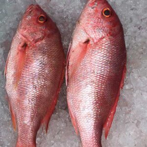 Fresh Caribbean Red Snapper from Brazil