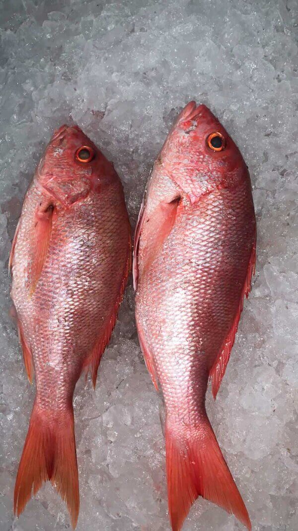 Fresh Caribbean Red Snapper from Brazil