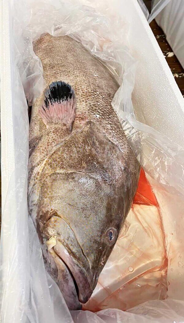 Fresh snowy grouper from Brazil
