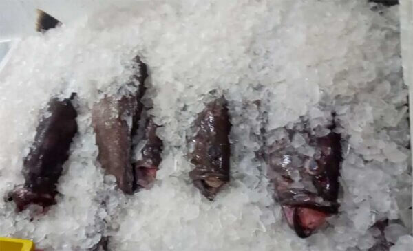 Fresh Snowy grouper