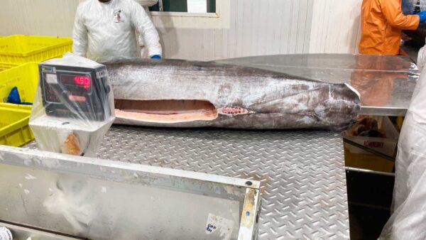 Fresh Swordfish from Brazil