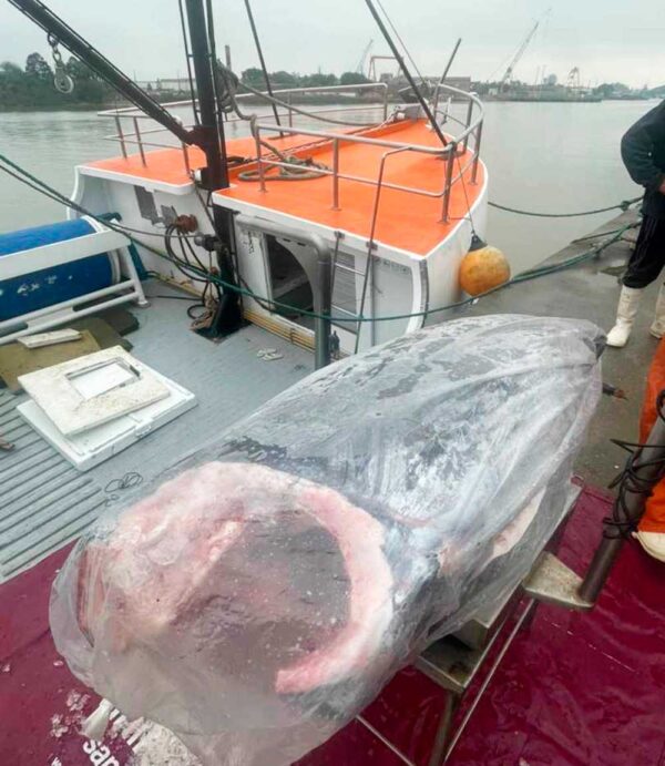 Fresh Atlantic Swordfish from Brazil