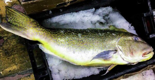 Fresh atlantic tilefish from Brazil