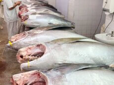 Yellowfin Tuna From Brazil