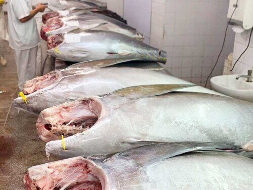 Yellowfin Tuna From Brazil