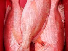 Fresh Yelloweye-Silk Snapper from Brazil