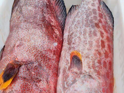 Yellowfin grouper from Brazil