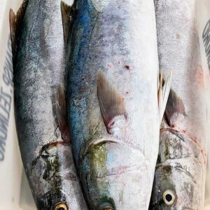 Fresh Yellowtail Amberjack from Brazil