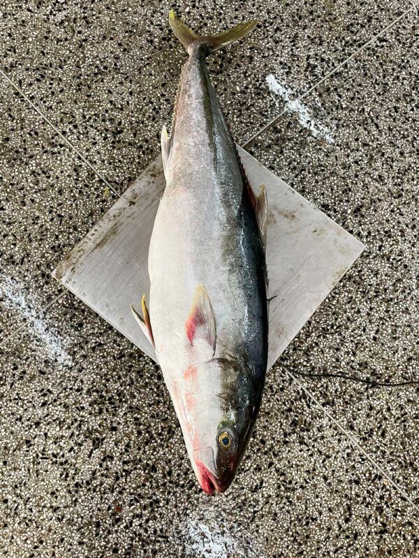 Yellowtail amberjack from Brazil