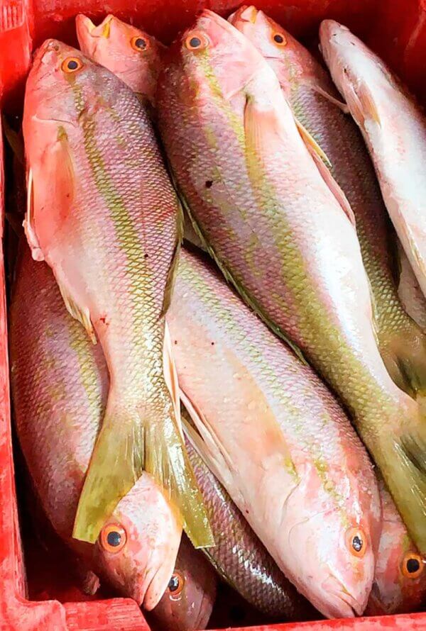 Yellowtail Snapper from Brazil