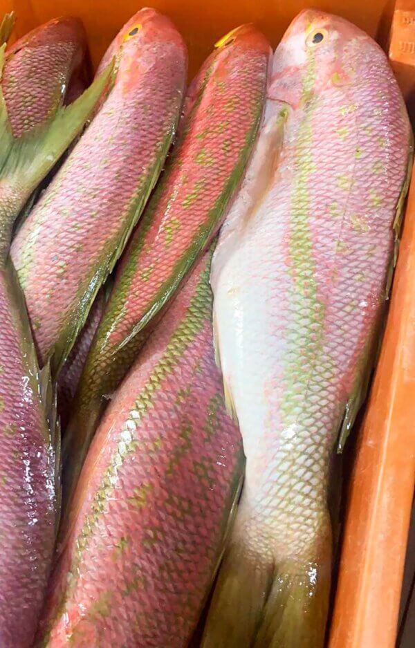 Fresh Yellowtail Snapper