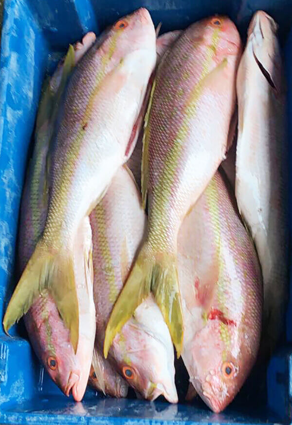 Yellowtail Snapper fresh from Brazil