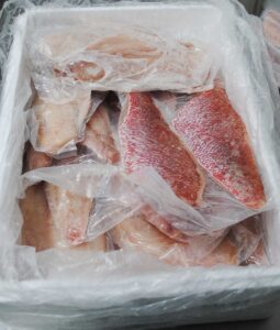 Frozen Yelloweye Snapper from Brazil